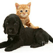 Cocker Spaniel Puppy And Kitten Poster