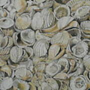 Cockle Shells Poster