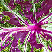 Coleus Leaf Poster