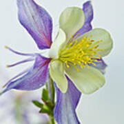 Colorado Rocky Mountain Columbine Poster