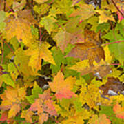 Colorful Autumn Leaves Poster