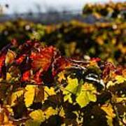 Colorful Autumn Vineyard Poster