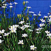 Colorful Iris Garden Poster