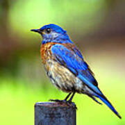 Colorful - Western Bluebird Poster