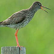 Common Redshank  Calling Poster
