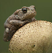 Common Toad Poster