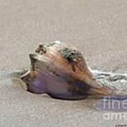 Conch Shell Poster