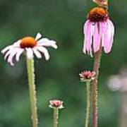 Coneflowers And Butterfly Poster