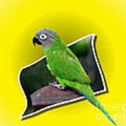 Conure Parrot Pop Out Poster