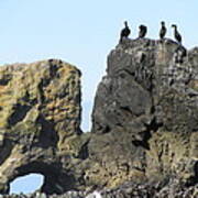Cormorants At Indian Point Poster