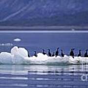 Cormorants On Ice Floe - Glacier Bay Alaska Poster