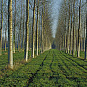 Cottonwood Populus Sp Plantation, France Poster