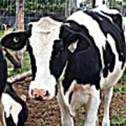 Cow. #cow #holstein #moo #farm Poster