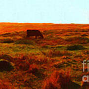 Cow Grazing In The Hills Poster
