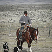 Cowboys Companion Poster