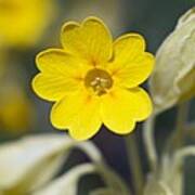 Cowslip (primula Veris) Poster