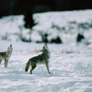 Coyote Canis Latrans Pair Howling Poster