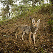 Coyote In Deciduous Forest Aptos Poster