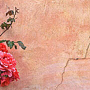 Cracked Wall And Rose Poster