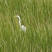Crane In The Tall Grass On Assateague Island Maryland Poster