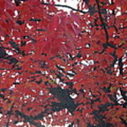 Crimson Leaves Poster
