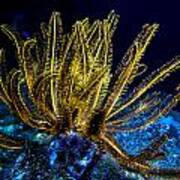 Glowing Crinoid Poster