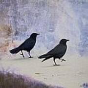 Crows Walking On The Beach Poster