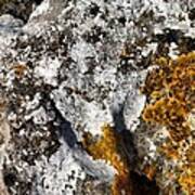 Cumbrian Lichens Poster