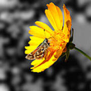 Cute Butterfly On Yellow Gerbera Daisy Poster