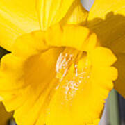 Daffodil Close Up Poster