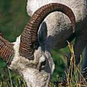 Dall Sheep - Alaska Poster