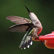 Dance Of The Hummingbird Poster