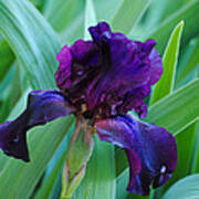 Dark Purple Iris Poster
