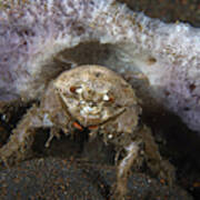 Decorator Crab With Mauve Sponge Poster