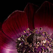 Deep Pink Anemone - 3 Poster