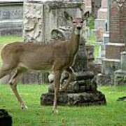 Deer Among The Headstones Poster