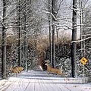 Deer Crossing Poster