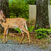 Deer Poster