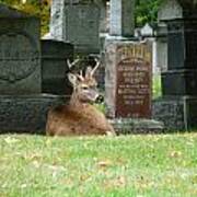 Deer In Cemetery Poster