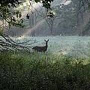 Deer In The Mist Poster