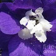 Delphinium Named Blue With White Bee Poster