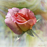 Dew Drop Pink Rose Poster