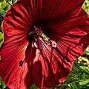 Dinner Plate Hibiscus Poster