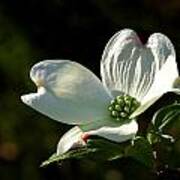 Dogwood Bloom At Sunrise Poster