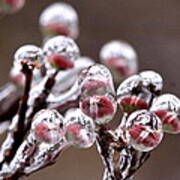 Dogwood Blooms - Sealed In Ice Poster