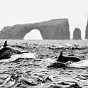Dolphins At Anacapa Arch Poster