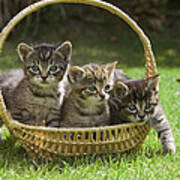 Domestic Cat Felis Catus Three Kittens Poster