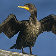 Double Crested Cormorant Drying Poster
