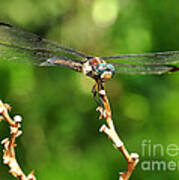 Dragon Fly Poster