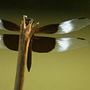 Dragonfly Wings Poster